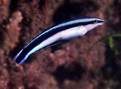 Aspidontus taeniatus