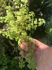 Parietaria floridana