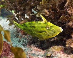 Meuschenia freycineti