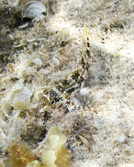 Chironemus marmoratus