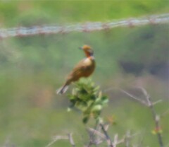 Macronyx capensis capensis