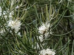 Hakea lissosperma