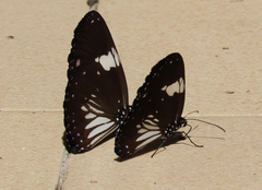Euploea radamanthus