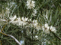 Hakea lissosperma