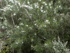 Hakea lissosperma