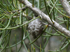 Hakea lissosperma