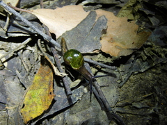Helicarion cuvieri