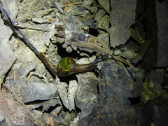 Helicarion cuvieri