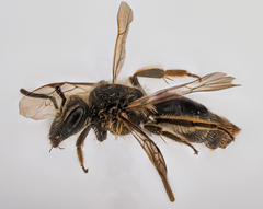 Andrena minutula