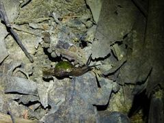 Helicarion cuvieri