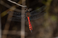 Austrothemis nigrescens