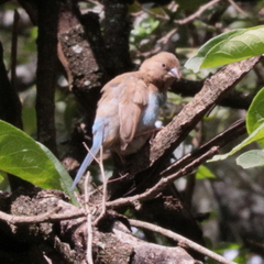 Uraeginthus bengalus