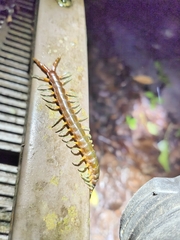 Ethmostigmus rubripes