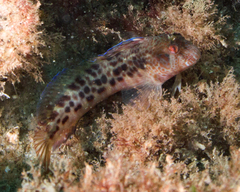 Parablennius intermedius