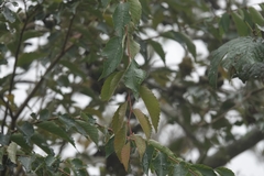 Alnus formosana