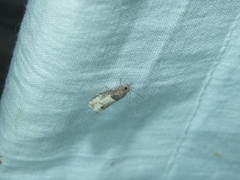 Notocelia incarnatana