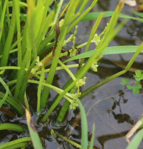 Wiesneria