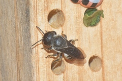 Megachile chrysorrhoea