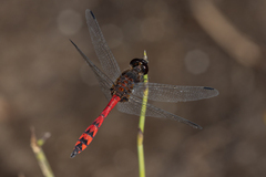 Austrothemis nigrescens