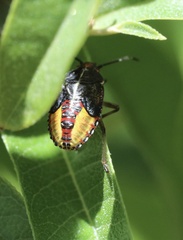 Sinopla perpunctatus