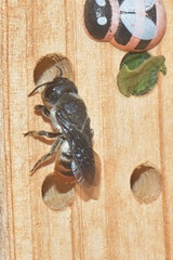 Megachile chrysorrhoea