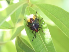 Sinopla perpunctatus