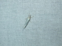 Crambus perlella