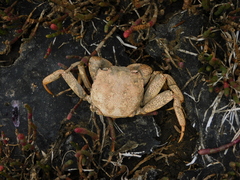 Paragrapsus gaimardii