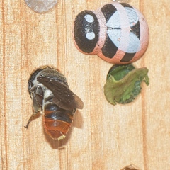 Megachile chrysorrhoea