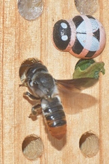 Megachile chrysorrhoea