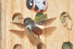 Megachile chrysorrhoea
