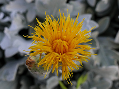 Centaurea ragusina