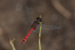 Austrothemis nigrescens