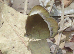 Mycalesis anaxias
