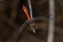 Austrothemis nigrescens