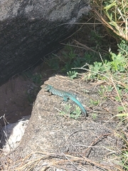 Cnemidophorus arubensis