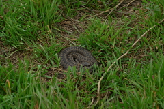 Vipera renardi