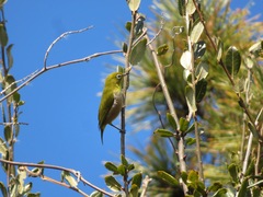 Zosterops japonicus
