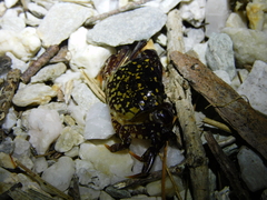 Paragrapsus laevis