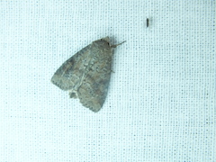 Parastichtis suspecta