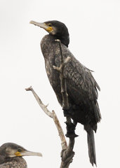Phalacrocorax carbo carbo