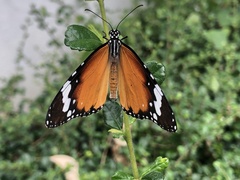 Danaus chrysippus
