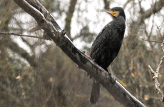 Phalacrocorax carbo carbo