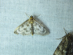 Anania hortulata