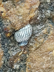 Echinolittorina