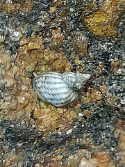 Echinolittorina