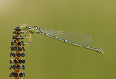 Coenagrion scitulum