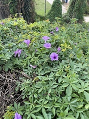 Ipomoea cairica