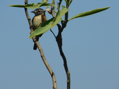 Polystictus pectoralis