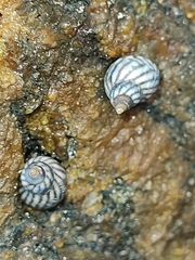 Echinolittorina